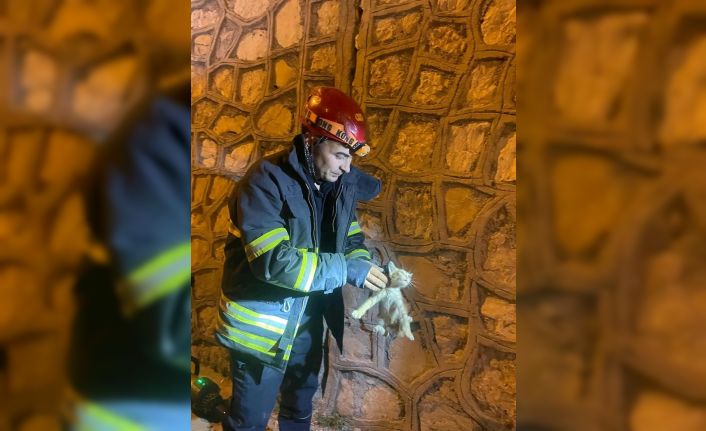 Duvar arasında mahsur kalan yavru kediyi itfaiye kurtardı