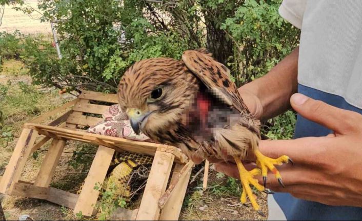 Duyarlı vatandaş yaralı atmacayı besleyip yetkililere teslim etti
