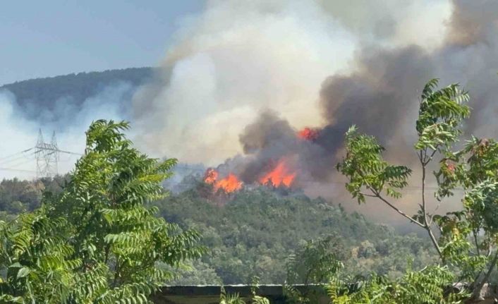 Düzce - Sakarya sınırında orman yangını