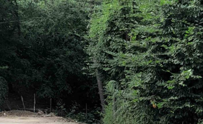 Düzce v kanal ile taşkınların önüne geçilecek