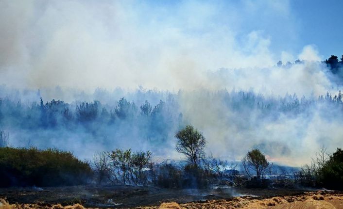 Edirne’deki orman ve anız yangını kontrol altına alındı