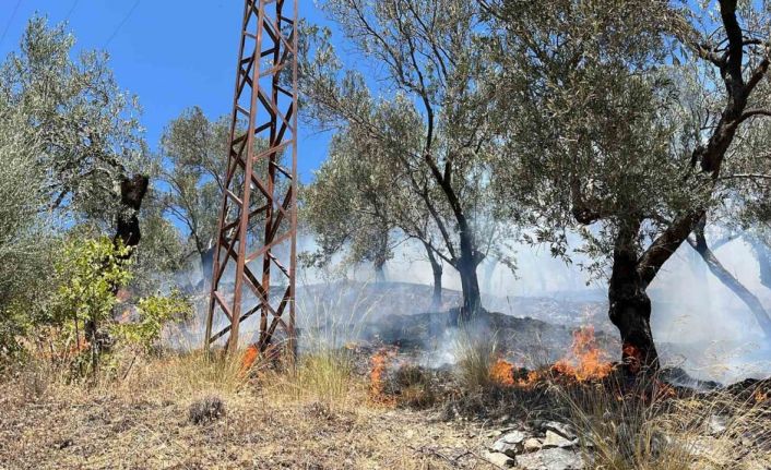 Edremit Güre’deki zeytinlik yangını kontrol altına alındı