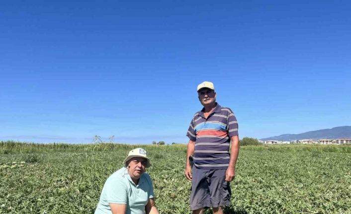 Edremit’te kabağa aşılı karpuzlar rağbet görmedi