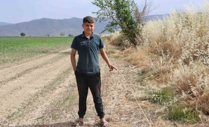 Ege’de domuz sorunu artarak devam ediyor