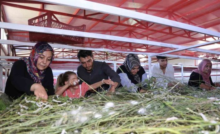 Elazığ tarihinin en büyük ipek böcekçiliği çiftliğini kurdu: Onlarca yeni üreticiye ilham oldu