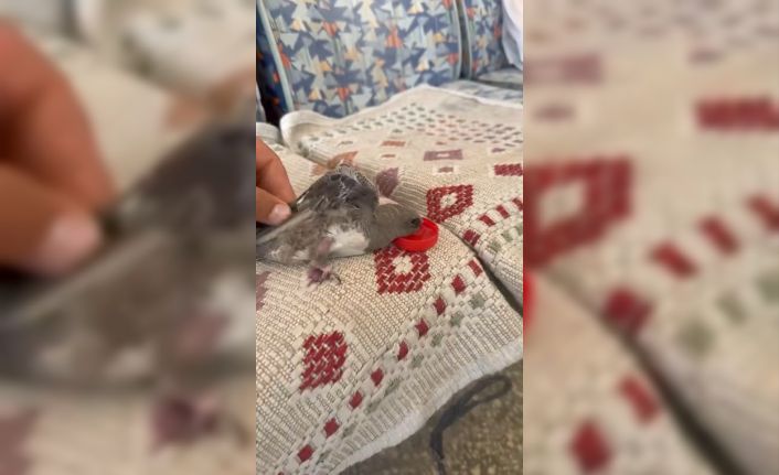 Elazığ’da atmaca sandığı ebabile su veren esnafın heyecanı gülümsetti