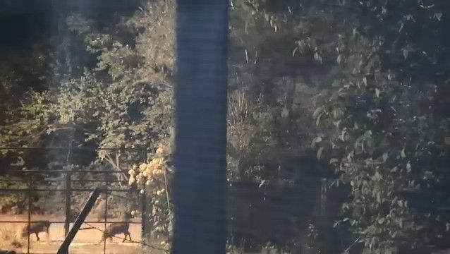 Elazığ’da domuz sürüsü yerleşim yerine indi