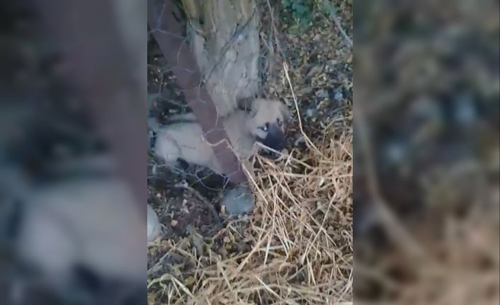 Elazığ’da kafasını tel örgülere sıkıştıran yavru köpeği vatandaşlar kurtardı