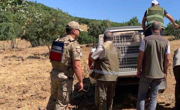Elazığ’da kene ve zararlı böceklerle biyolojik mücadele çerçevesinde doğaya keklik salımı gerçekleşti