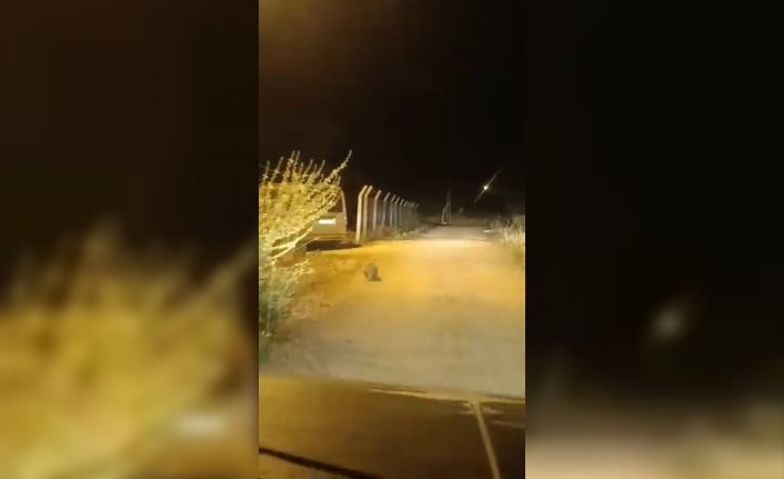 Elazığ’da kırmızı listede bulunan porsuk görüldü