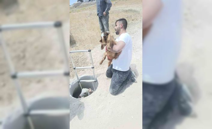 Elazığ’da kuyuya düşen keçi ve koyunları itfaiye kurtardı