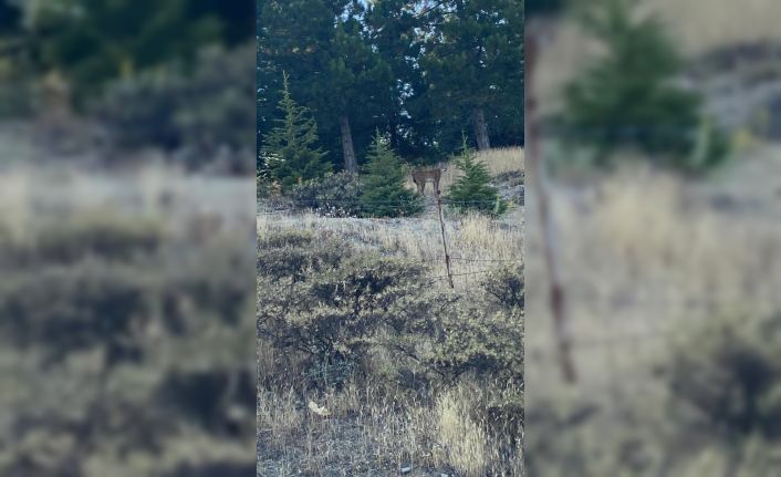 Elazığ’da nesli tükenmekte olan vaşak görüldü