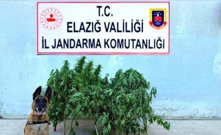 Elazığ’da tapulu arazide kenevir ele geçirildi