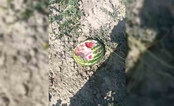 Elazığ’da yaban domuzları karpuz tarlalarına dadandı