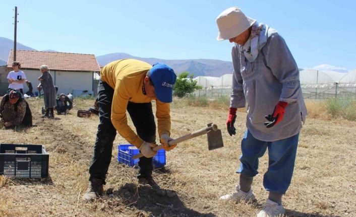 Elmalı’da safran soğanı hasadı başladı