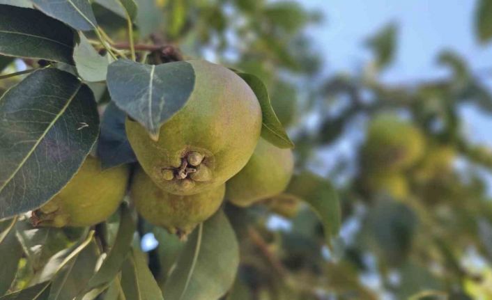 Emekli madenci Bursa’da kurduğu armut bahçesinden 80 tonluk hasat bekliyor