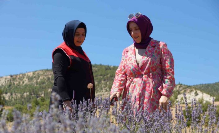 Emekli olup döndüğü köyünde lavantadan sonra salep yetiştirmeyi hedeliyor