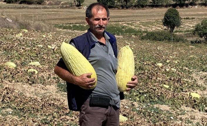 Emet’tin Göncek Kavunu organik tarım bünyesine kazandırılacak