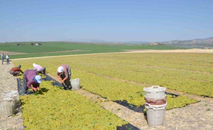 Erkenci üzümde hem hasat hem kurutma başladı