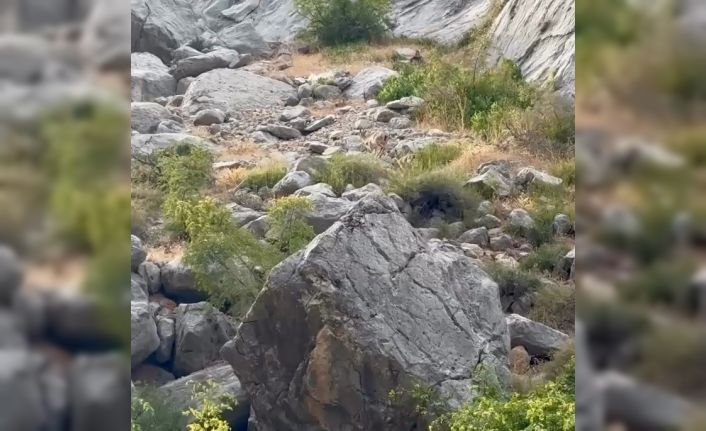 Erzincan Karanlık Kanyon’da anne ve yavru dağ keçisi görüldü