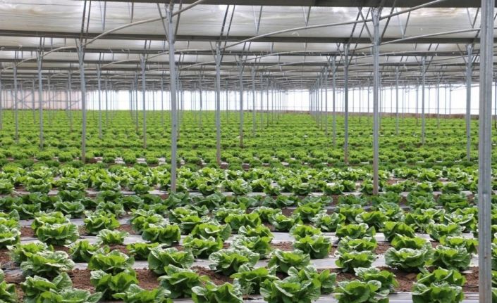 Erzincan ‘Sera Üssü’ olma yolunda ilerliyor