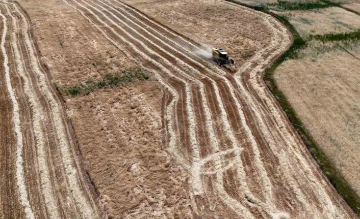 Erzincan’da hasat başladı, çiftçinin yüzü güldü