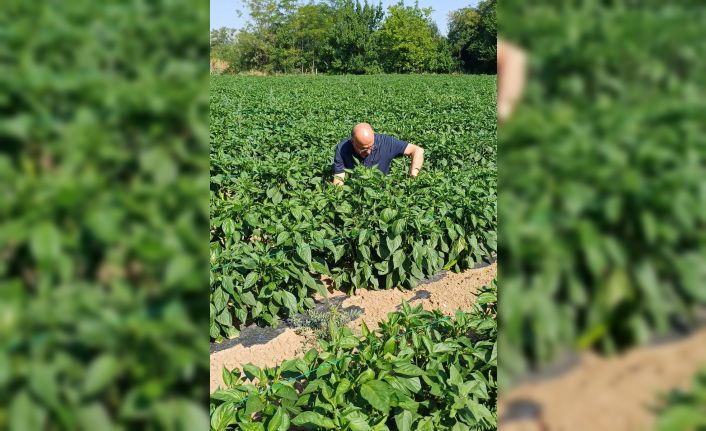 Erzincan’da kapya biber ekilişleri kontrol edildi