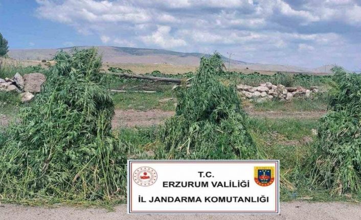 Erzurum’da 401 bin 676  kök kenevir imha edildi