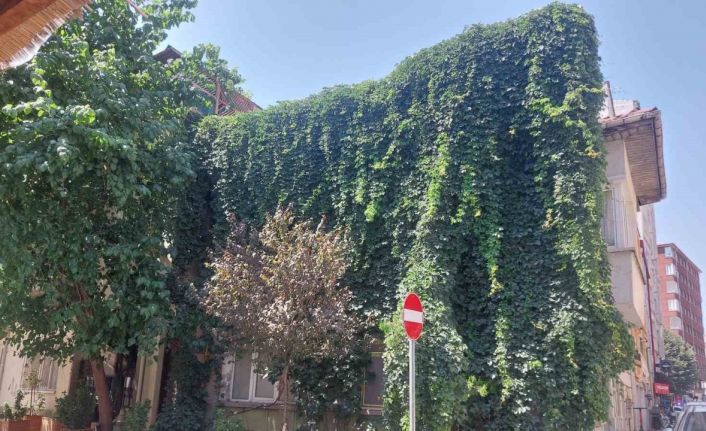 Eskişehir’de doğa, evle bütünleşti