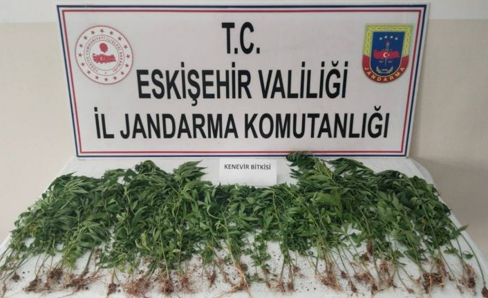 Eskişehir’de kamu arazisine kenevir eken şahıs suçüstü yakalandı