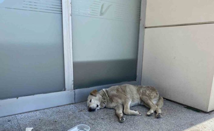 Eskişehir’deki sıcaklar köpekleri de etkiledi
