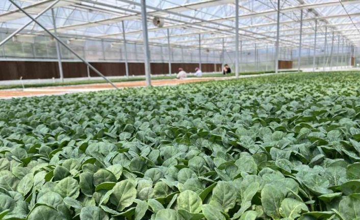 Eskişehir’den 10 milyon bitki fidesi Türkiye’nin dört bir yanına gönderiliyor