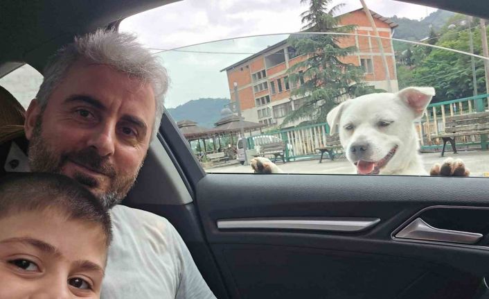 Esnafın peşinden ayrılmayan pitbull görünümlü köpek sosyal medyada gündem oldu