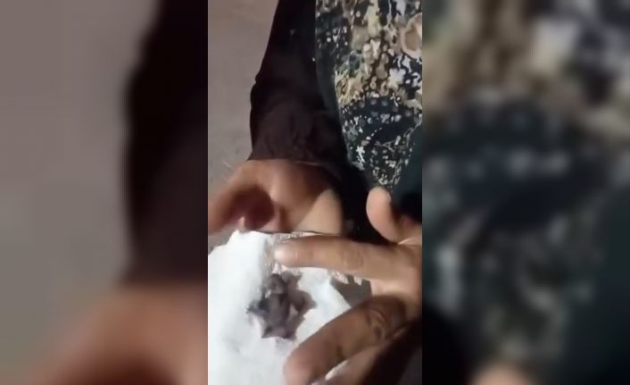 Evinin önünde bulduğu yavru yarasayı ekiplere teslim etti