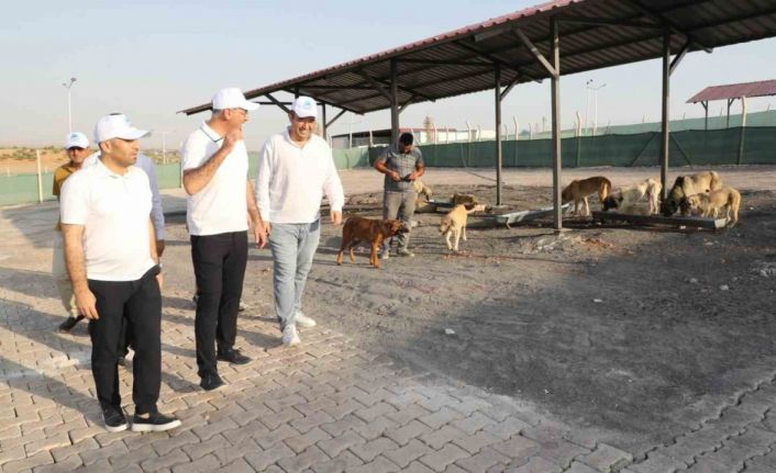 Eyyübiye, sokak hayvanları sorununu çözdü