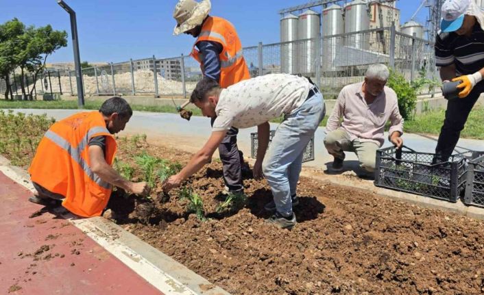 Eyyübiye’nin Çiçekleri Eyyübiye Serakent’ten