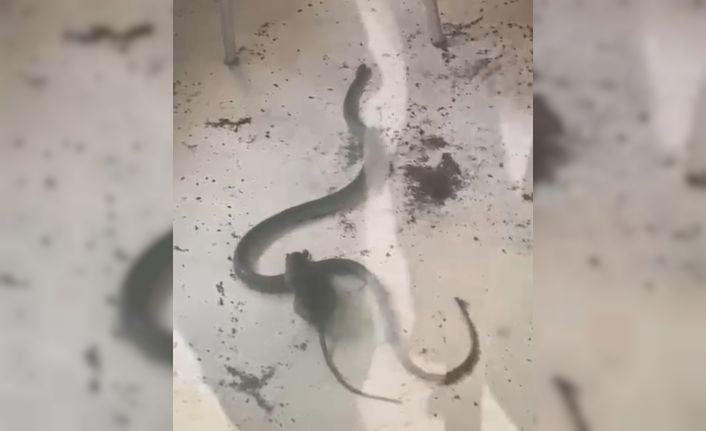 Fare ile yılanın kavgası kamerada
