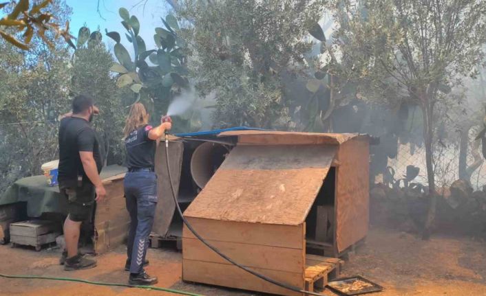 Farklı noktalarda çıkan otluk ve ağaçlık yangını evlere birkaç metre kala söndürüldü