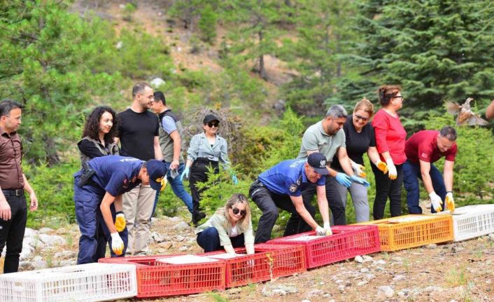 Feke’de sazanlar baraja, keklikler dağlara salındı
