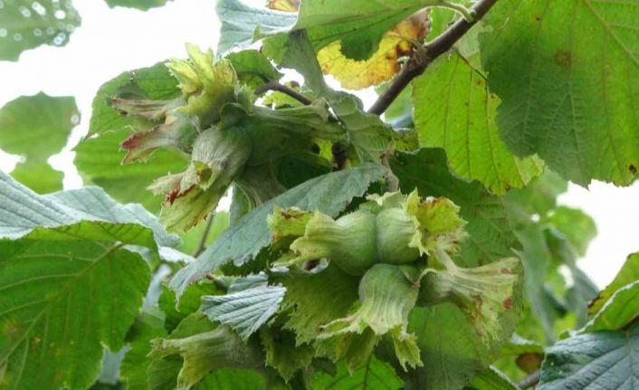Fındıkta ‘erken hasat yapılmaması’ uyarısı