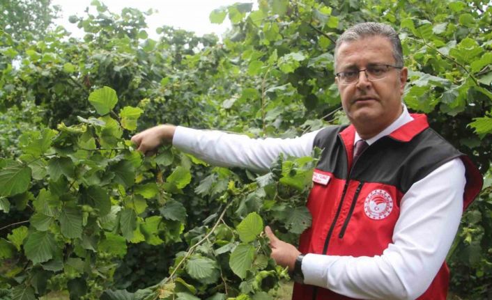 Fındıkta rekolte tespit çalışmaları başladı