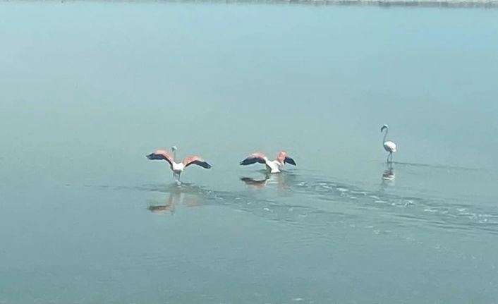 Flamingoların zorlu göçü tamamlandı