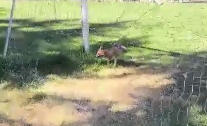 Futbol kalesi filesine sıkışan tilki ekipler tarafından kurtarıldı