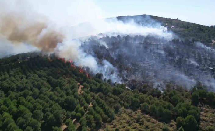 Gebze’deki orman yangını kontrol altına alındı