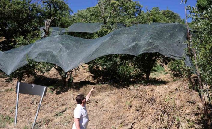 Geçen yıl toplanmayan meyveler bu yıl kıt olunca koruma altına alındı
