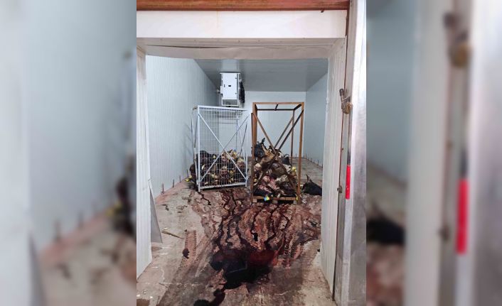 Gemlik’te sağlıksız şartlarda istiflenmiş çok sayıda hayvan kafası bulundu