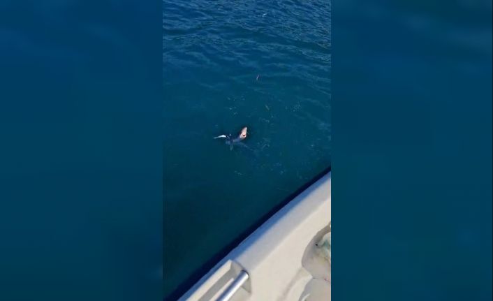 Gençlerin oltasına yavru köpekbalığı takıldı