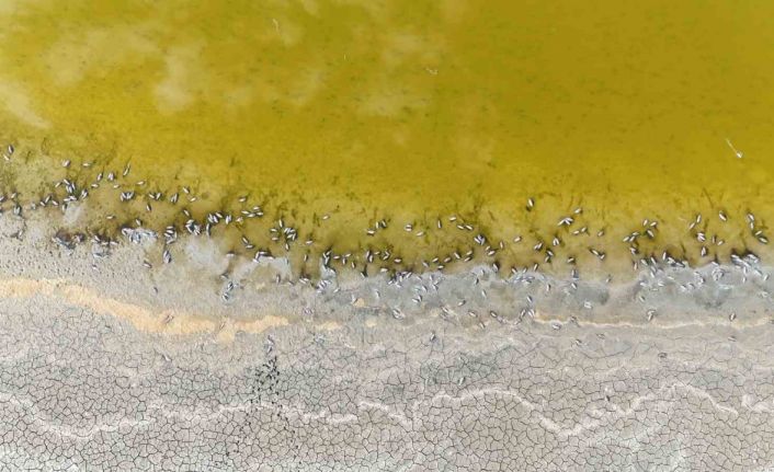 Gölde korkutan görüntü, yüzlercesi kıyıya vurdu