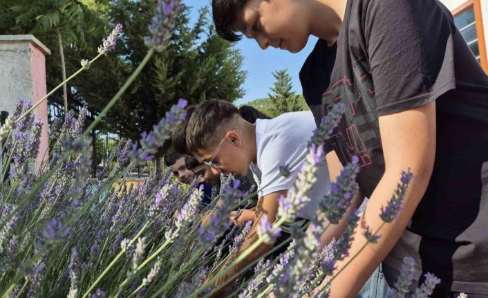 Gönüllü gençler Lavanta hasadında buluştu