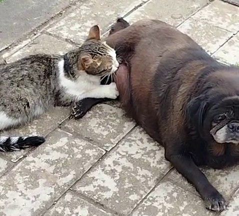 Görenler inanamadı, köpek kediyi sokak ortasında emzirdi